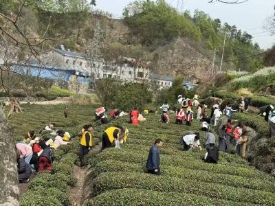 乐天溪镇：茶山飘满志愿红，“夷”起来助农
