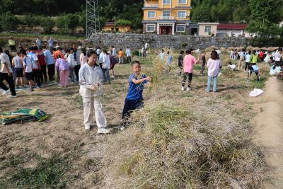 分乡小学：田间收菜籽 劳动实践悟辛甜