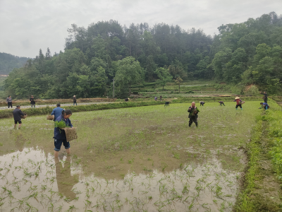 下堡坪乡：村民团结力量大，共助春耕显真情