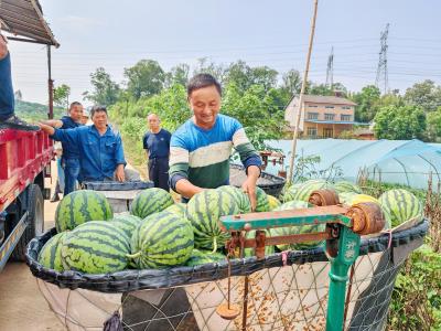 西瓜丰收 甜蜜俏销