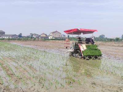 夷陵区鸦鹊岭镇：抢农时正当时 奏响丰收序曲