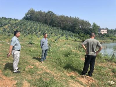 夷陵区鸦鹊岭镇：多措并举抗旱保收 全力保障农田灌溉
