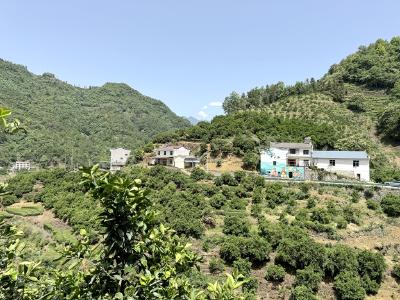 科学防治柑橘粉虱 守护果园丰产增收