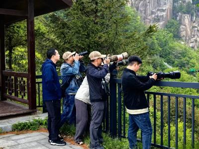 湖北大老岭2025年观鸟盛会启幕 以羽为媒共筑生态画卷