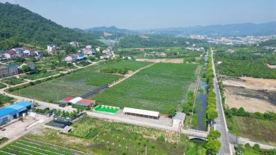 黄花镇200余亩蓝莓开园迎客