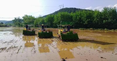 夷陵区鸦鹊岭镇：抗旱保收成，油菜抢收与插秧同步推进