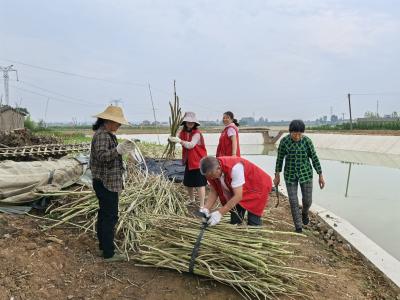 夷陵区鸦鹊岭镇：“清”力而为 洁净家园