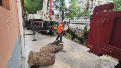 社企协作解危情 倒伏大树速清理