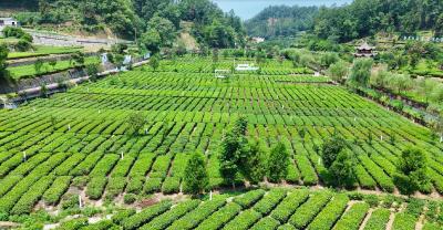 十年蝶变茶旅新村