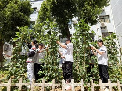太空种子喜获丰收！龙泉初中“航豇1号”开启采摘季