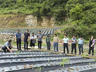 樟村坪镇：做强特色产业，助力乡村振兴