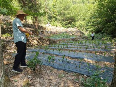 开展产业验收 助推村民增收致富