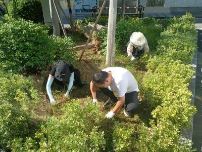夏日除草正当时 美丽家园展新颜