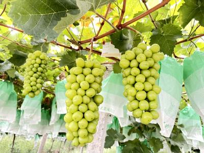 多元品种接力上市  四季鲜果甜蜜不断档