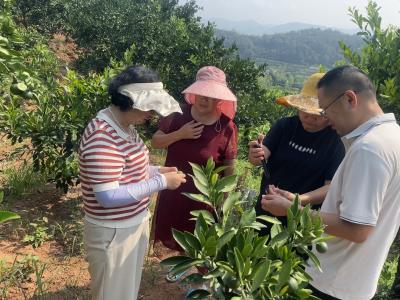 龙泉镇：田间“问诊”开良方，地头解忧暖民心
