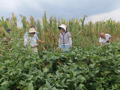 农业保险显成效 灾年农户不减收