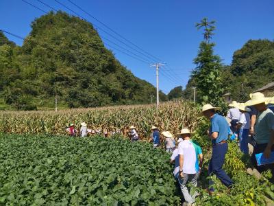 下堡坪乡马宗岭村开展玉米品种展示活动