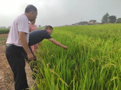 鸦鹊岭镇：八月田间送技术 农技专家助稻丰
