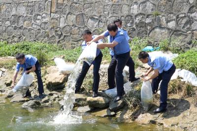 夷陵：万尾鱼苗游向长江