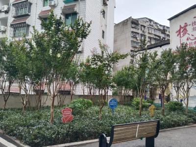 黄金四巷的“重生”：口袋公园在党建引领下焕新颜