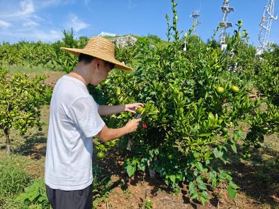 区气象局：专项农气观测护航柑橘产业发展