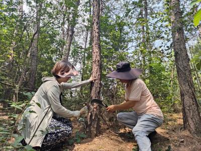 鸦鹊岭镇启动松树钻蛀类害虫系统调查工作
