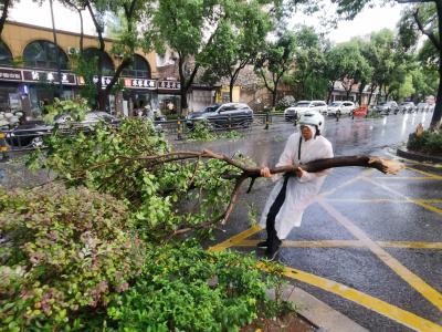 狂风断枝存隐患 志愿清障护平安