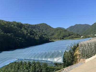 樟村坪镇古村村：党建引领聚合力 念好“蔬菜经”