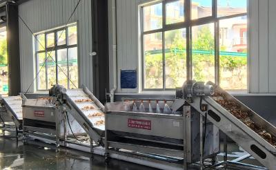 三峡中药材产业园全自动天麻初加工生产线投产