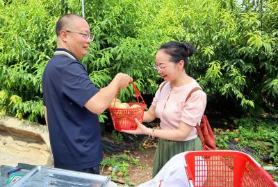 青龙村产业书记刘国：果香满园富乡村 采摘经济结硕果
