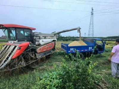 夷陵区鸦鹊岭镇：水退人进 全力抢收保粮