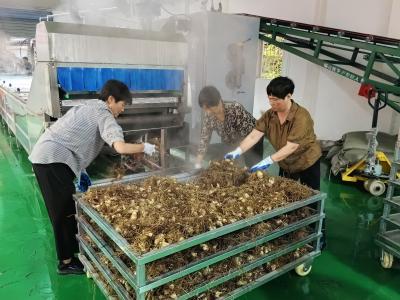 告别 “小作坊”！ 龚家河村中药材加工迎 “提档升级”