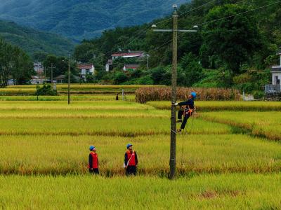 百亩稻田迎丰收 电力护航“嘉年华”