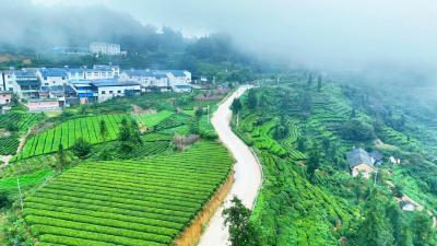 “钢丝路”变通途 江坪村干群齐心修出致富路