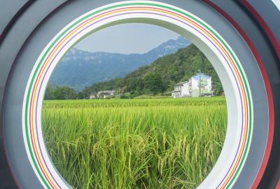 夷陵南垭村：稻田风光美 周末游人醉