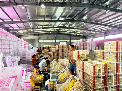 政企携手破局：宜昌柑橘出口启新程
