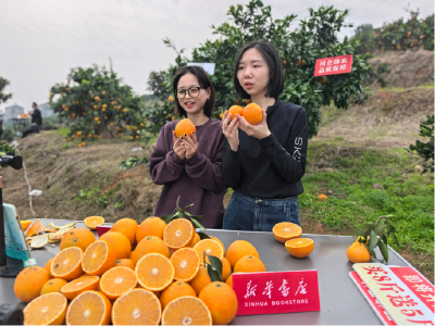 从文化阵地到助农一线 湖北省新华书店举办爱媛果冻橙产地溯源直播活动