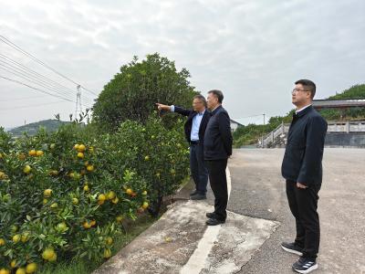 省农业农村厅领导来夷调研农业机械化发展