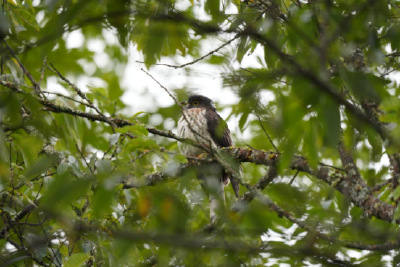 喜讯！大老岭观鸟队再创佳绩，喜获“新纪录奖”