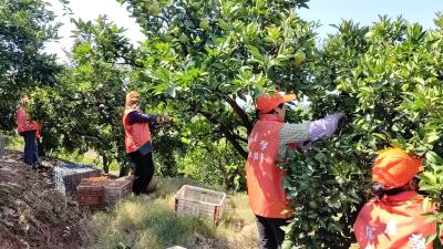 仓屋榜村挑起“金扁担”：生产生活社会化服务让柑橘产业更甜蜜