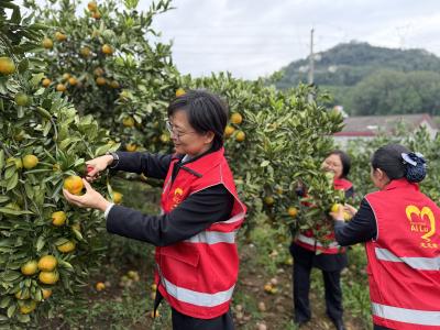 宜昌北收费站：“峡江高山兰”情暖重阳