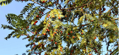 植物界的“大熊猫”喜结红果 大老岭生态保护见成效