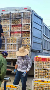 柑橘丰收愁采摘 就业服务站搭起"供需桥"