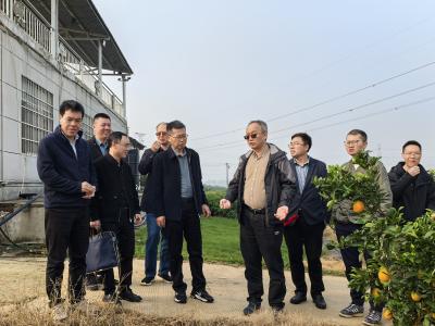 柑橘宜机轻简优质栽培模式通过专家查定