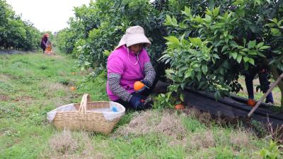八年耕耘，“橙”风破浪！五龙村一把“金钥匙”开启两千万产值