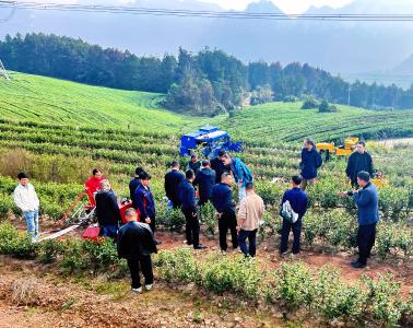 宜昌市丘陵山区茶园管理机具现场演示培训在夷陵举行