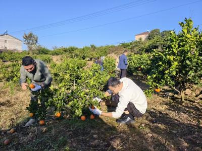 志愿助农暖老兵，脐橙清甜映初心