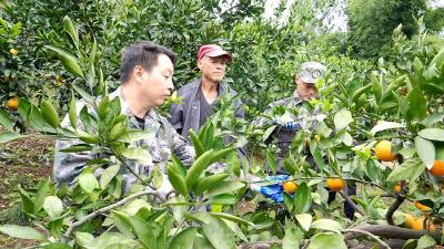 退役军人携手助农 柑橘滞销难题得解