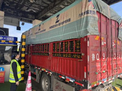 夷陵区鸦鹊岭镇：绿通服务“快准稳” 护航出行“无阻碍”