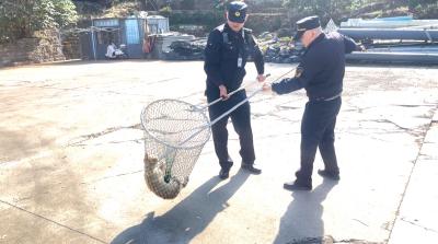 集中开展流浪犬治理 筑牢市民安全防线